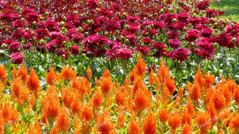 Paprikavirág Dahlia Ornamental Plants Flower Garden Orange