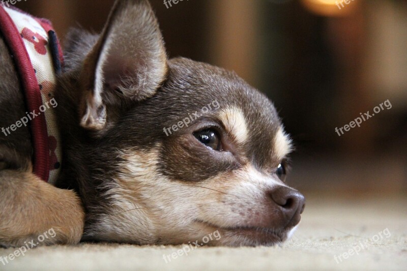 Chihuahua Dog Puppy Sad Cute