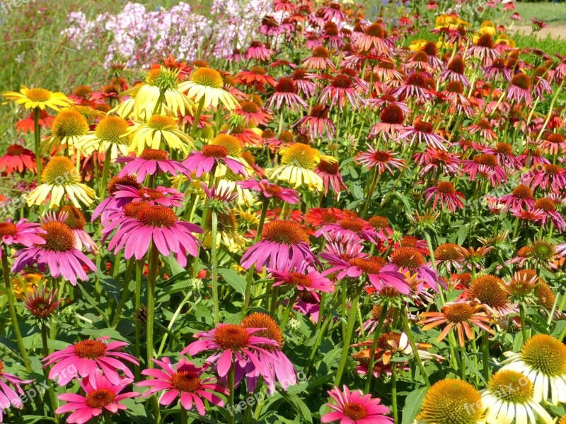 Kúpvirág Echinacea Colorful Flower Ornamental Plants Flower Garden