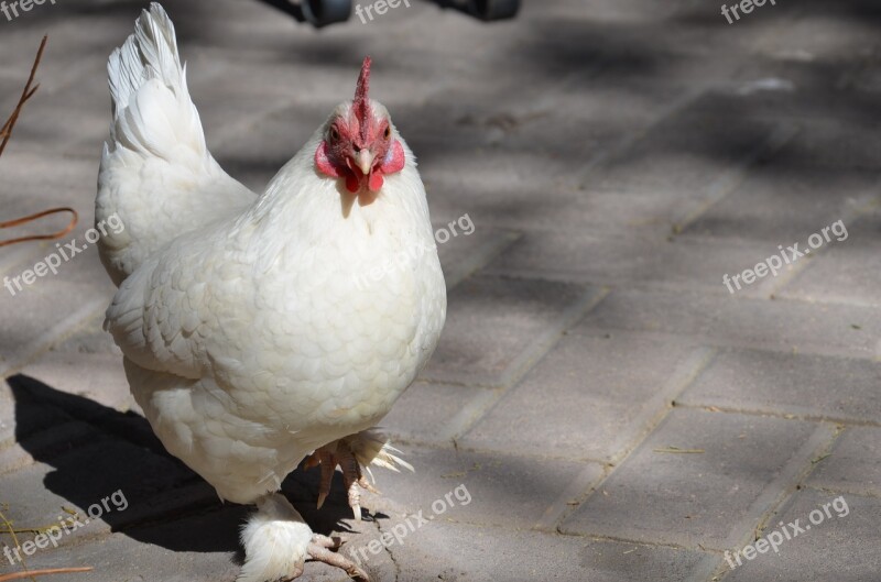 Chicken Animal Hahn Poultry Hen