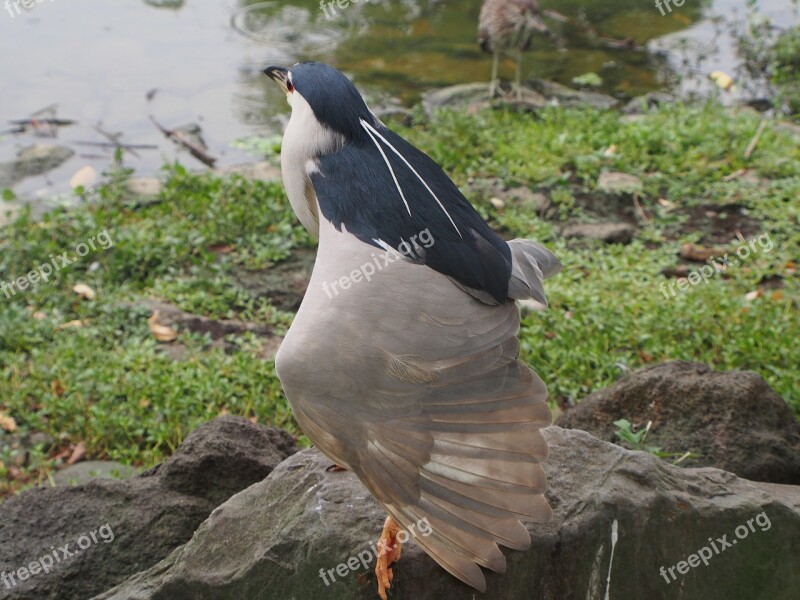 Night Heron Nocturnal Wings Bird Fly Bird