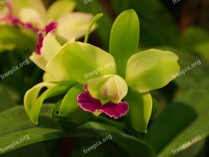 Guardian Liya Green Flowers Red Lips Orchid Free Photos