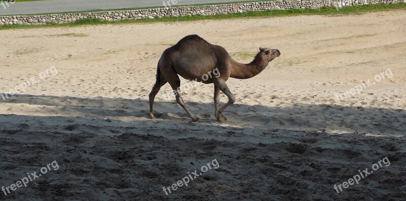 Camel Dromedary One Hump Walking Wildlife