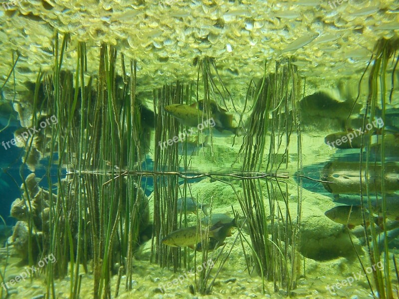 Aquarium Fish Mirroring Symmetry Underwater