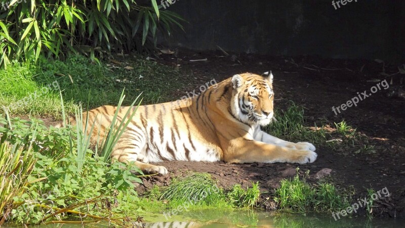 Tiger Zoo Hamburg Big Cat Free Photos