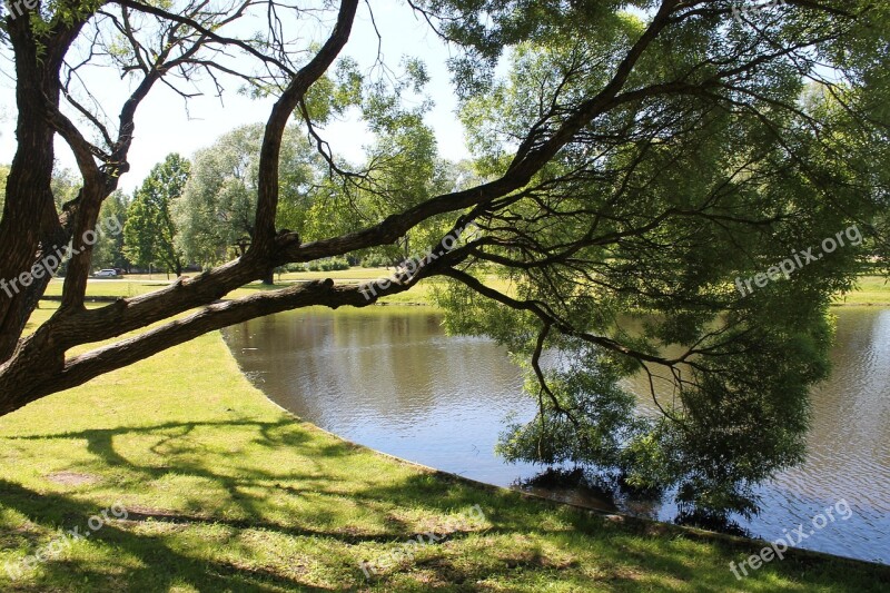 Tree Water Reflection Trees Sky