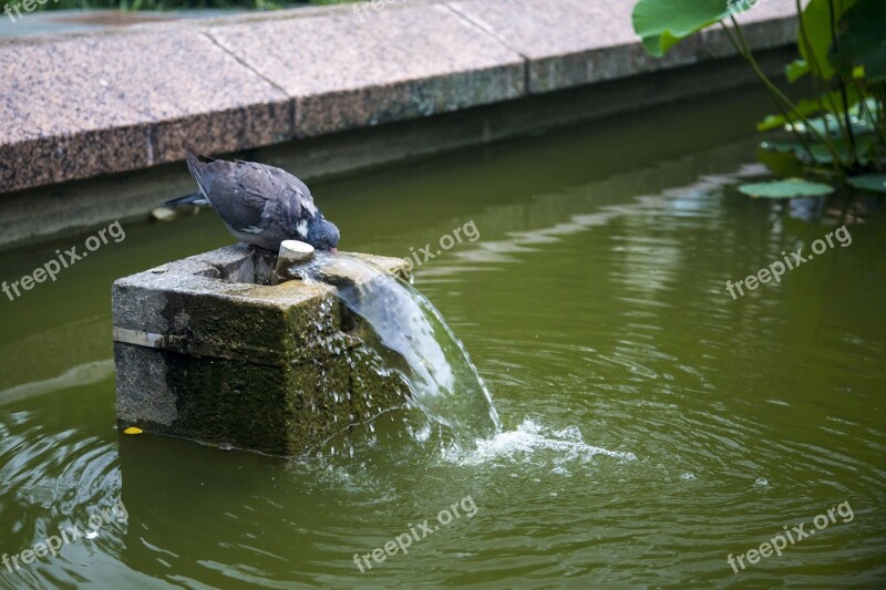 Pigeon Pet Bird Drink Water Water Flow