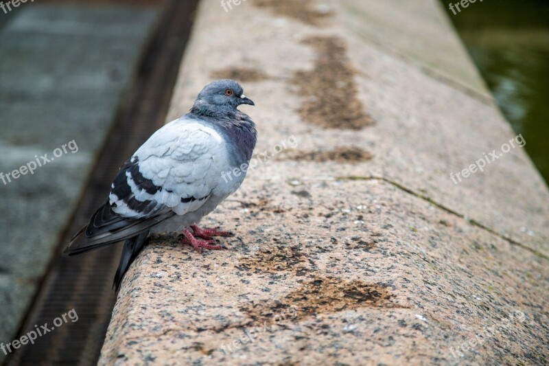 Pigeon Rest Bird Pet Wait