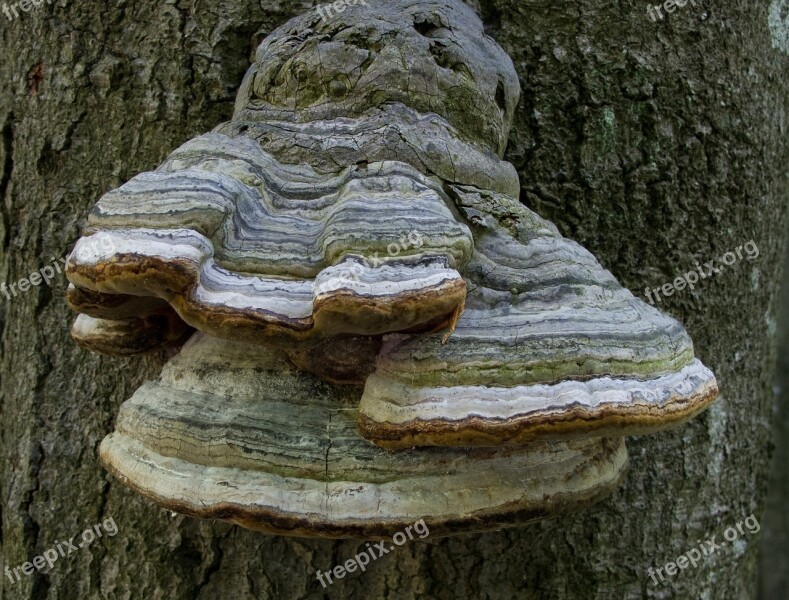 Sponge Tree Forest Free Photos