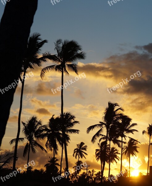 Landscape Coconut Tree Sunset Sky Horizon