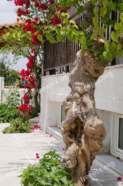 Climber Plant Bougainvillea Four O'clock Plant Flower Mediterranean