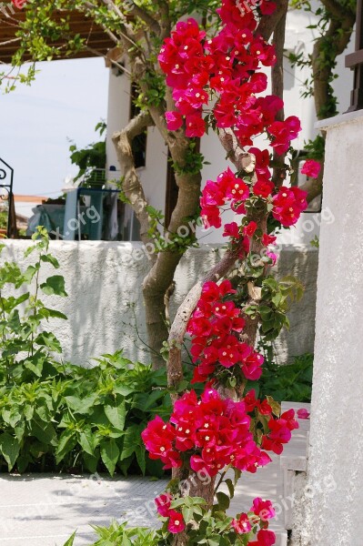 Climber Plant Bougainvillea Four O'clock Plant Flower Mediterranean