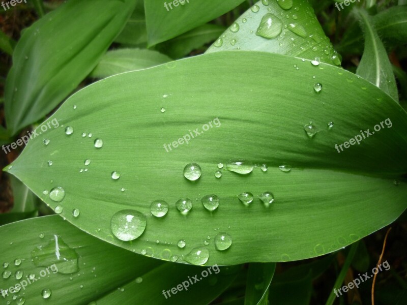 Green Leaf Just Add Water Rain Raindrop After The Rain