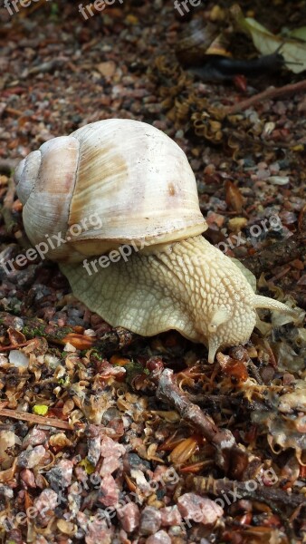 Summer Slug Bugs Seashell Free Photos