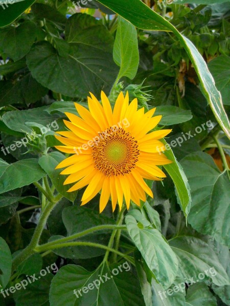 Sunflower Flower Summer Sunflowers Flowers