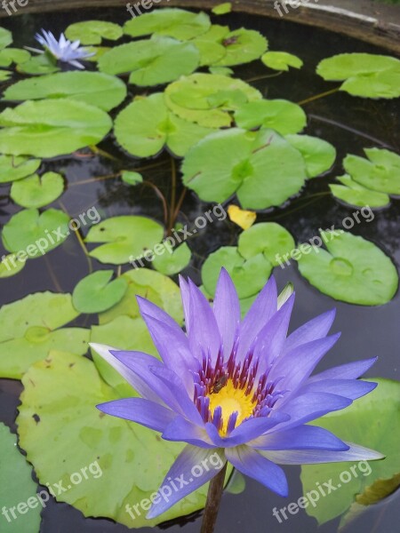 Lotus Plant Material Pond Flower