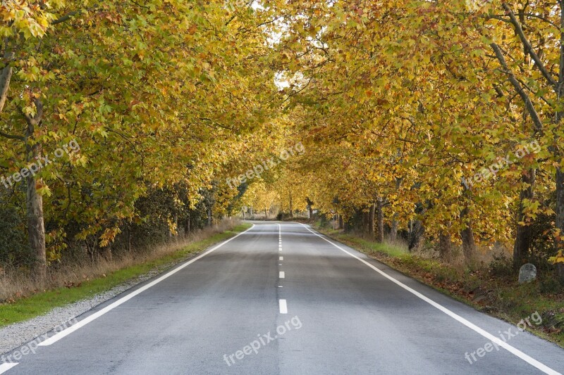 Road Autumn Trees Lead Portugal