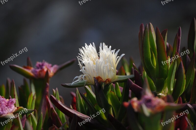 Ice Plant Nature Flora Free Photos