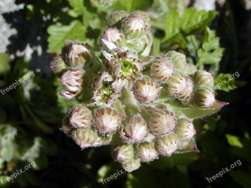 Garden Summer Skalka Flower Green