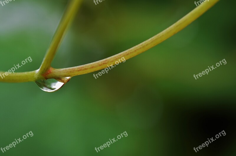 Water Drop Rain Wet Nature