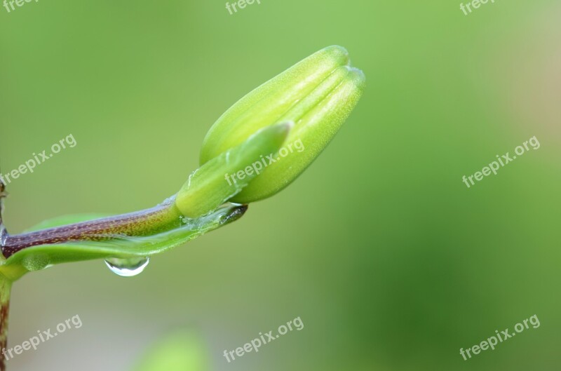 Waterdrop Flower Plant Garden Blooming