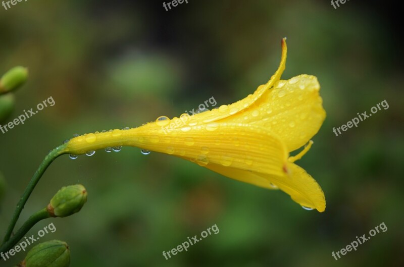 Yellow Flower Water Drop Nature