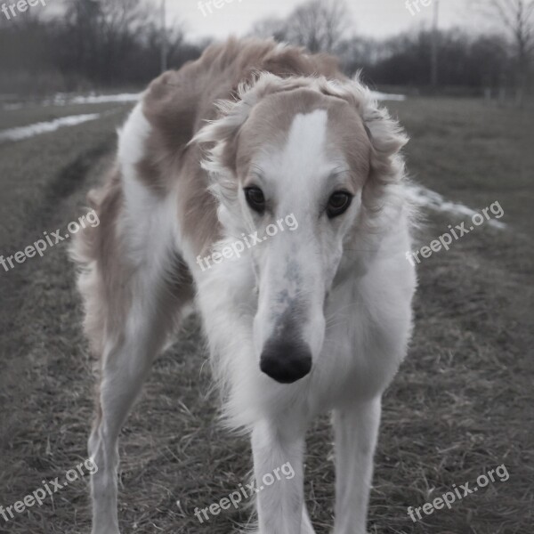 Barzoi Dog Hound Free Photos