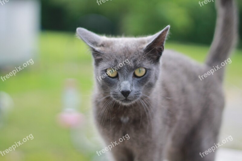 Gray Cat Staring Green Eyes Cat Cute