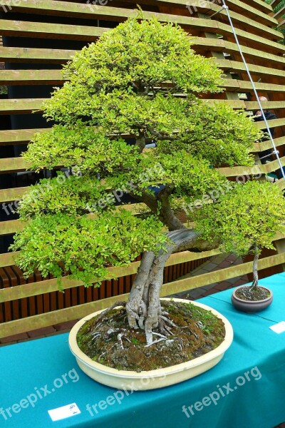 Bonsai Tree Green Tree An Unusual Tree Free Photos