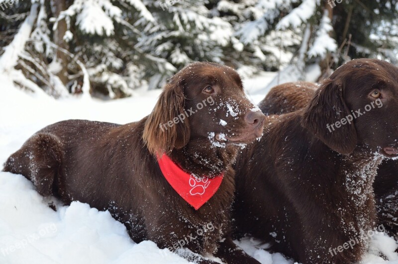 Dog Winter Retriever Animal Outdoors