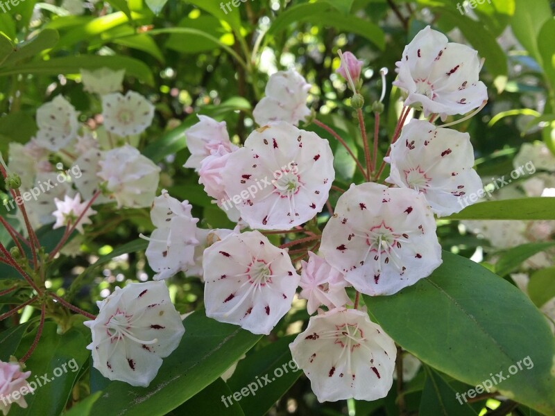 Flowers White Pink Nature Summer