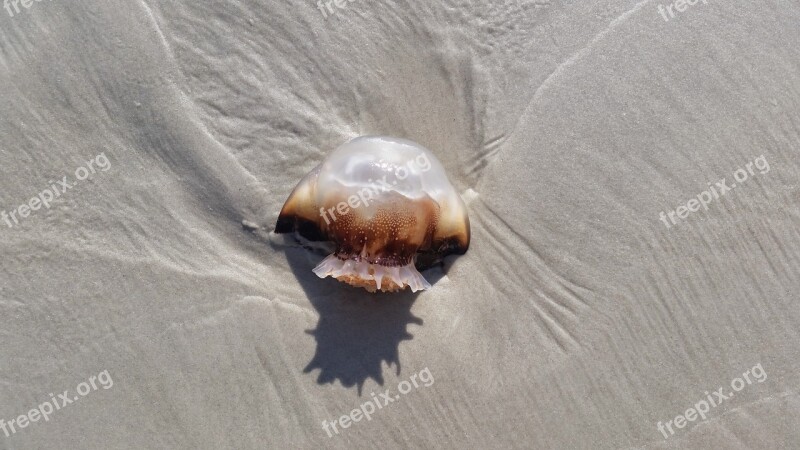 Jellyfish Beach Florida Free Photos