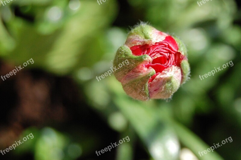 Flower Bud Red Green Nature