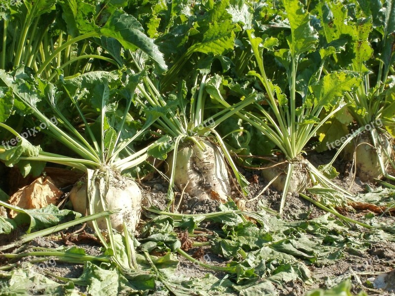 Sugar Beet Harvest Agriculture Crop Field