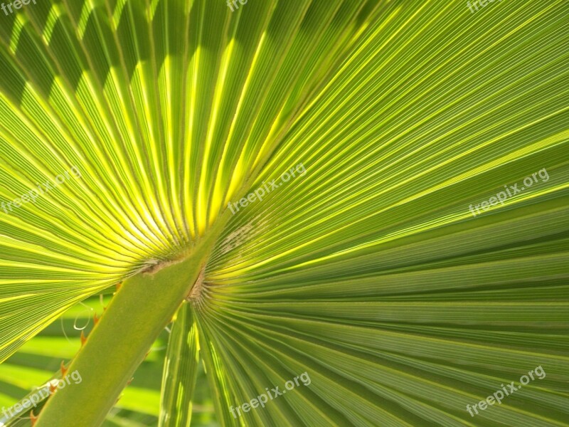 Palm Frond Leaf Palm Summer Frond