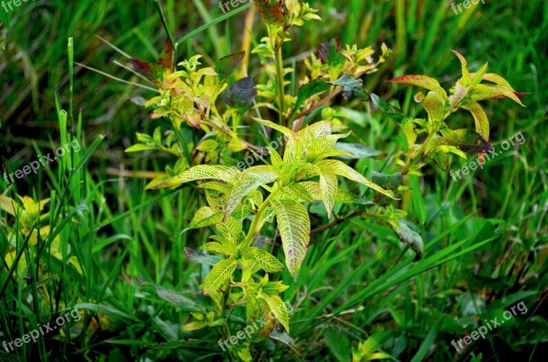 Weeds Grass Ricefield Plant Free Photos