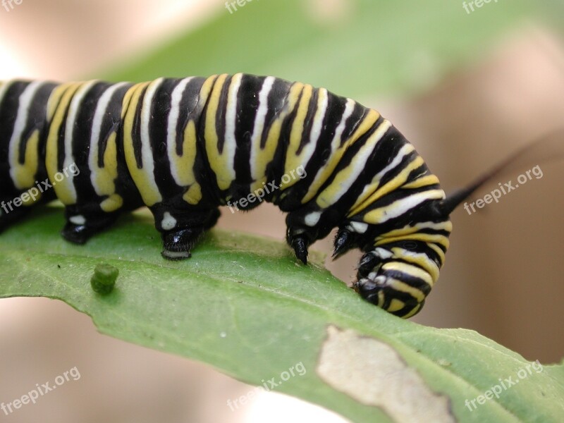 Caterpillar Monarch Butterfly Eating Leaf