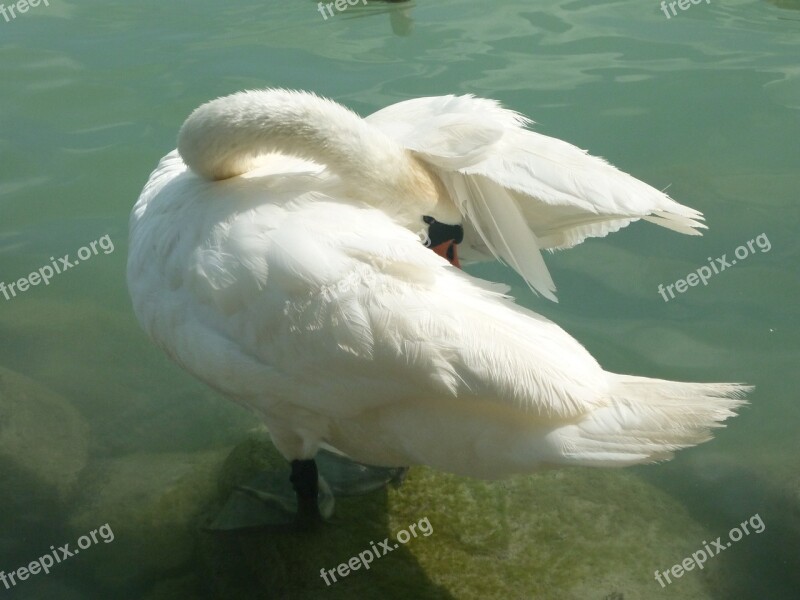 Swan Lake Balaton Lake Bird Lakeside