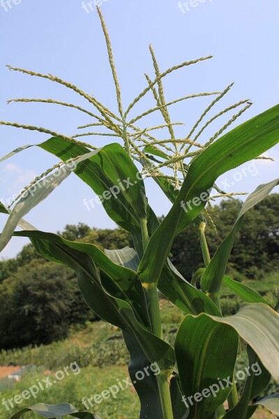 Maize Tassels Tassel Male Flower Corn Sweet Corn