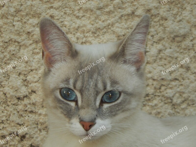 Cat Cat Face Domestic Animal Free Photos