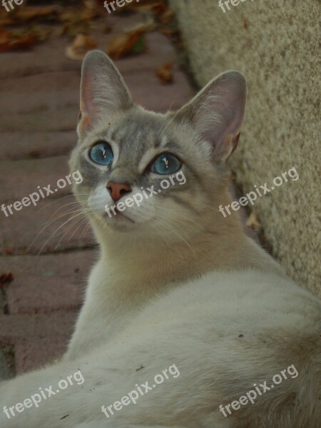 Cat Blue Eyes Animal Free Photos