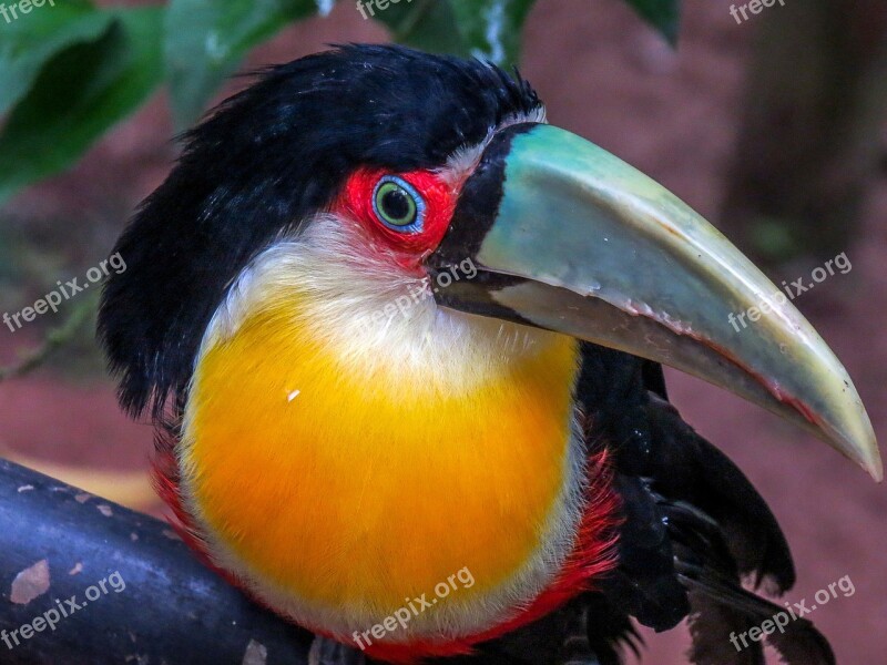 Tucano Brazil Bird Forest Zoo