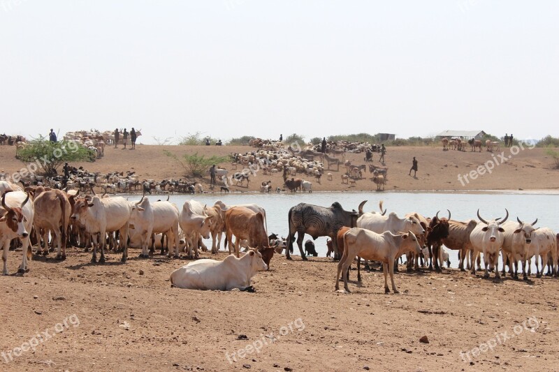 Dust Safari Animals Water Watering Hole