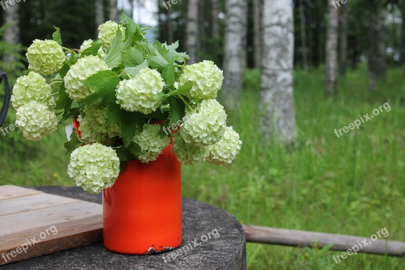 Snow Ball Summer Finnish Nature Birch