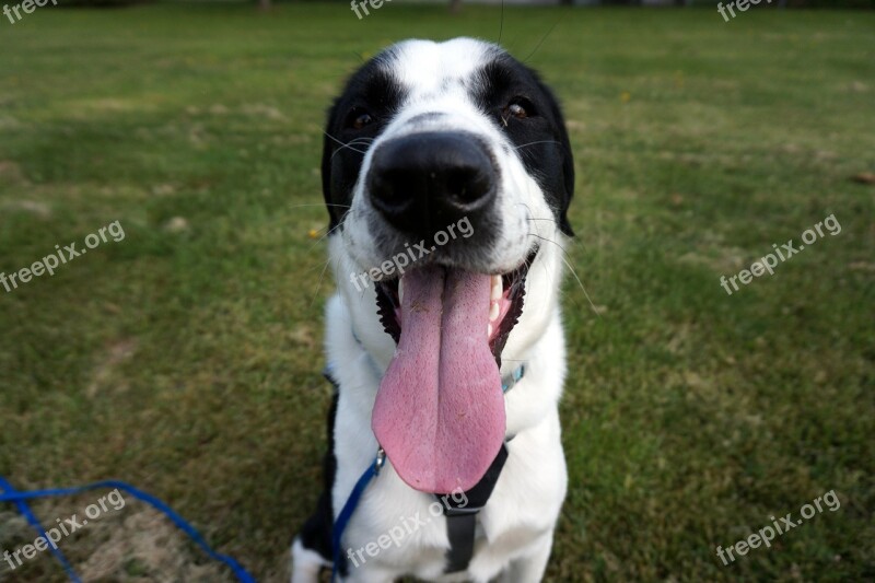 Happy Dog Tongue Cute Pet