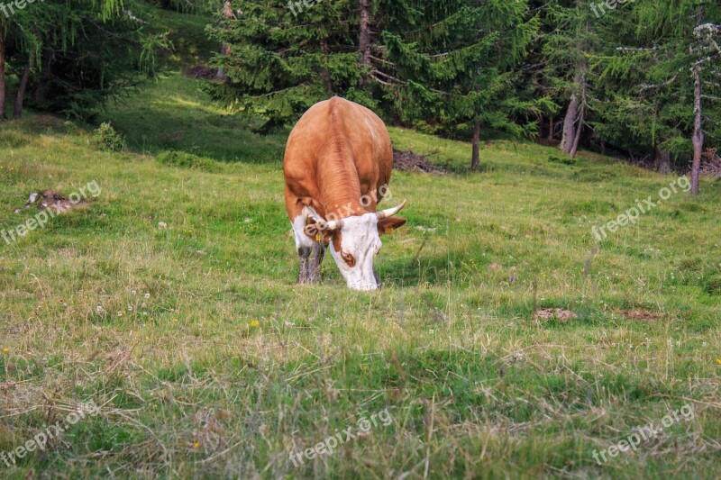 Cow Beef Cattle Animal Cows