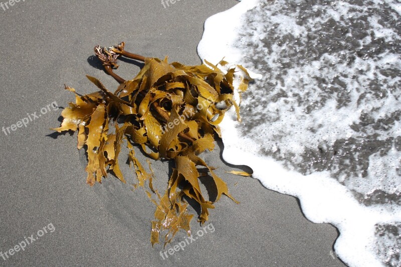 Kelp Seaweed Sand Wave Sea