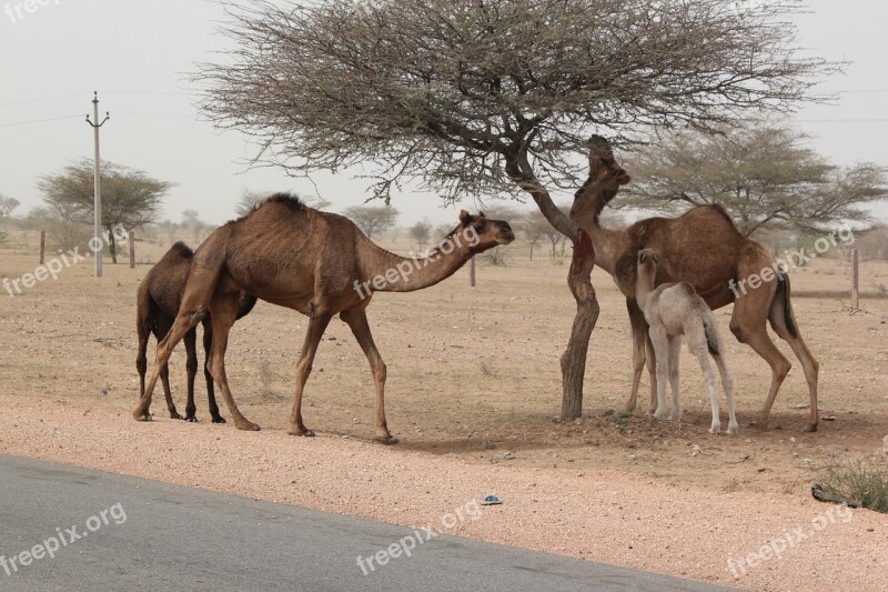 India Camels Desert Rajasthan Scenery