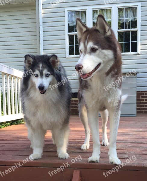 Huskies Dogs Siberian Animal Husky