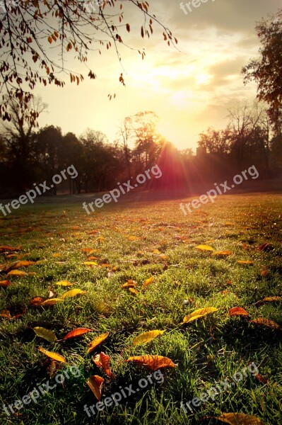 Autumn Fall Leaves Morning Sunrise Meadow